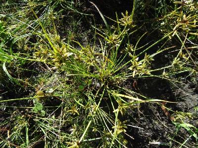 Cyperus flavescens
